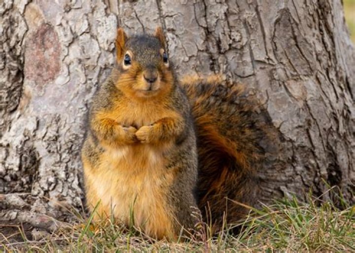 Can you eat a fox squirrel?