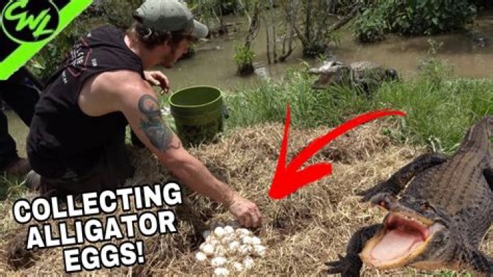 Can you eat an alligator egg?
