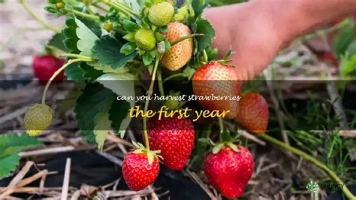 Can you eat first year strawberries?