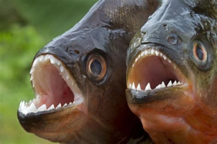 Can you get piranha in Australia?