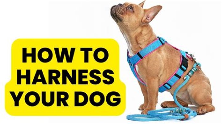 Can you put dog tags on a harness?