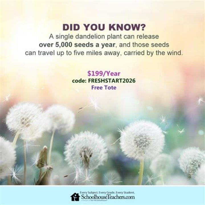 Did Dandelion sleep with Henrietta?