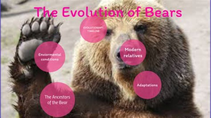Did England ever have bears?