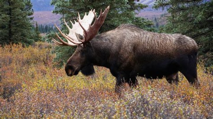 Did they use a real moose in Into the Wild?