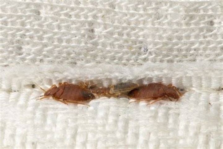 Do bedbugs crawl up walls?