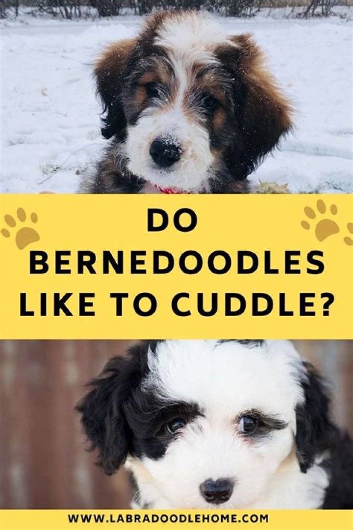 Do Bernedoodles like to cuddle?