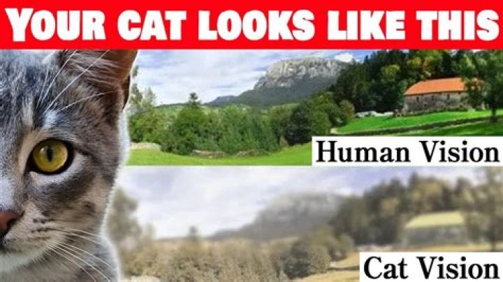 Do cats see purple?