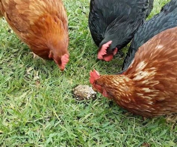 Do chickens eat bees?