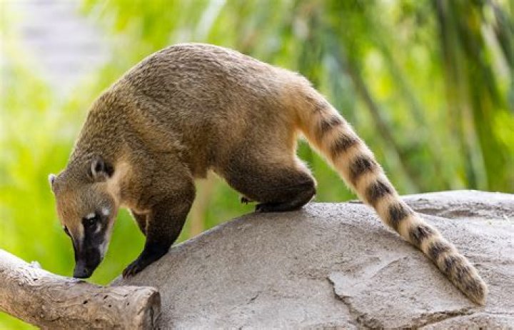Do coatis carry rabies?