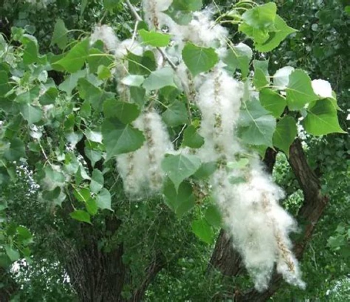 Do cottonwood trees break easily?