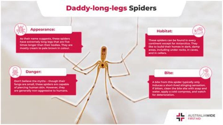 Do daddy long legs get in your bed?