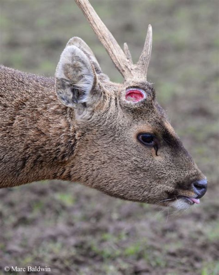 Do deer antlers grow back if cut?