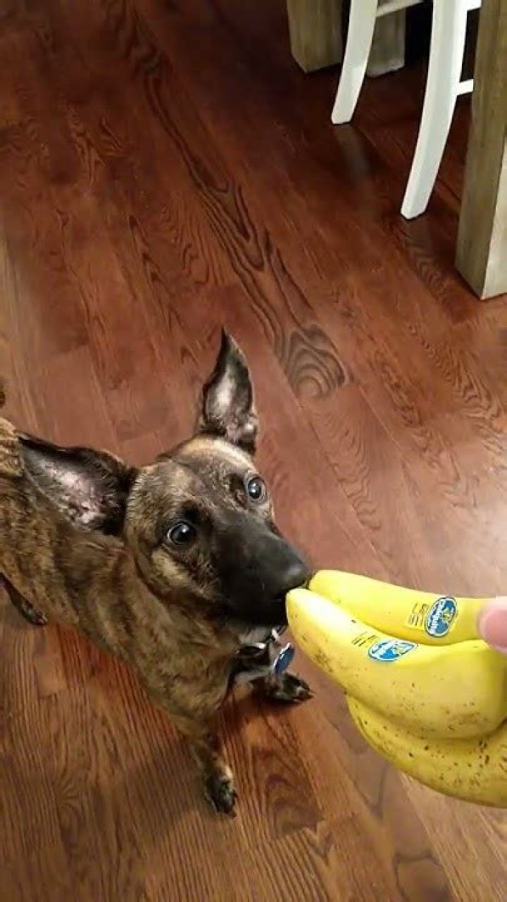 Do dogs like bananas?