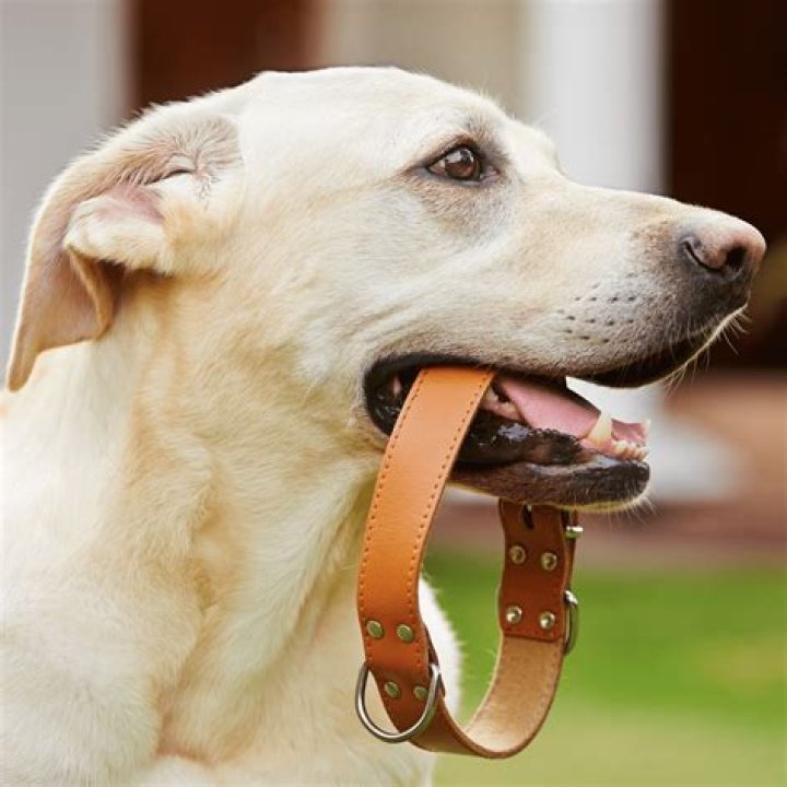 Do dogs need to wear a collar?