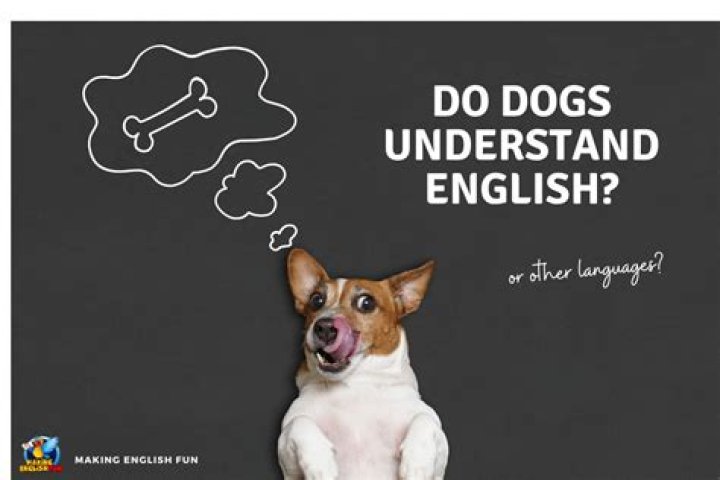 Do dogs understand our language?