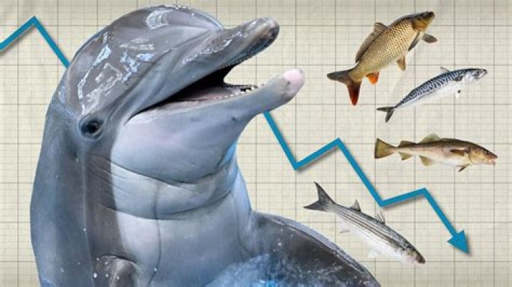 Do dolphins have predators?