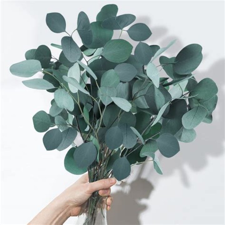 Do eucalyptus leaves make koalas high?