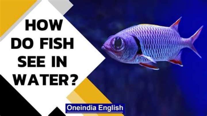 Do fish know they've been caught?