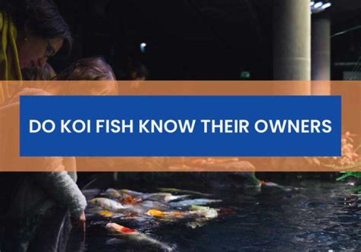Do fish remember their owners?