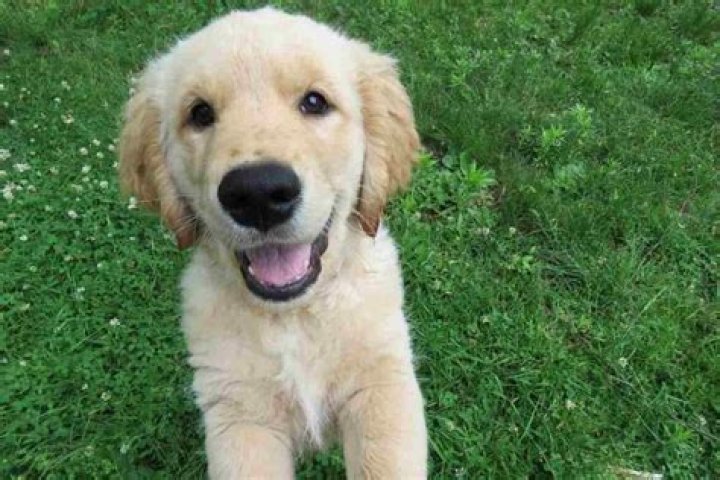 Do golden retrievers smile?