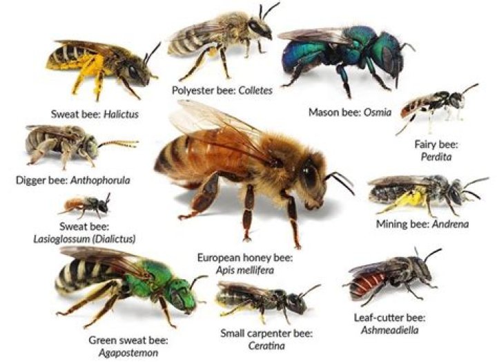 Do Ground bees return to the same nest every year?