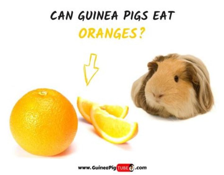 Do guinea pigs eat oranges?