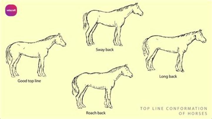 Do horses like the smell of mint?