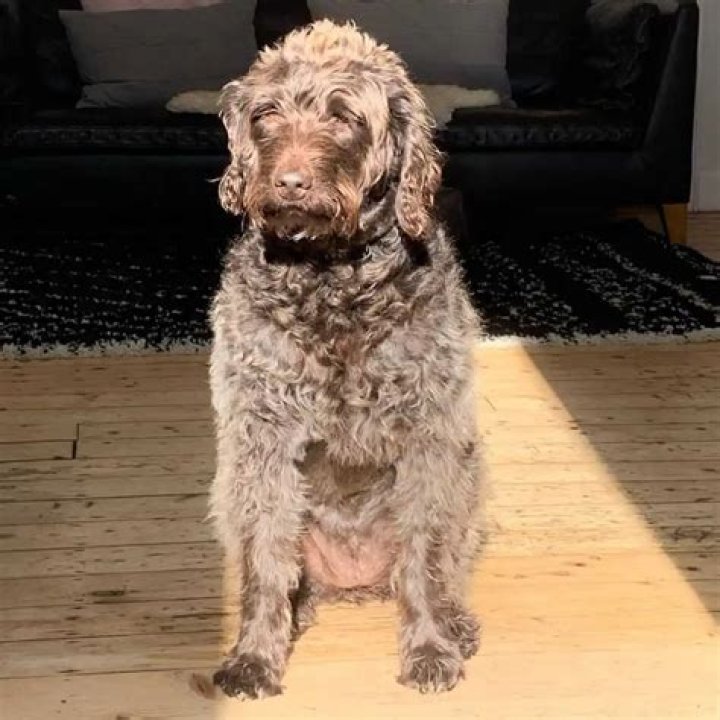 Do Labradoodles bark a lot?