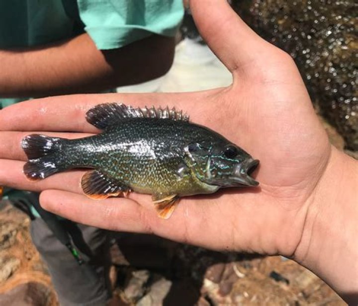 Do lip grips hurt fish?