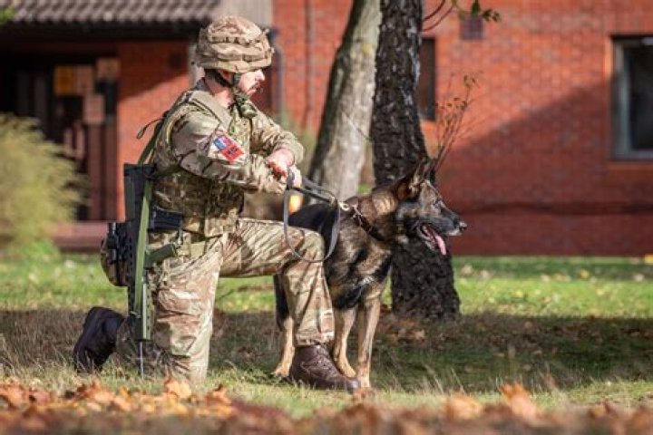 Do military working dogs get paid?