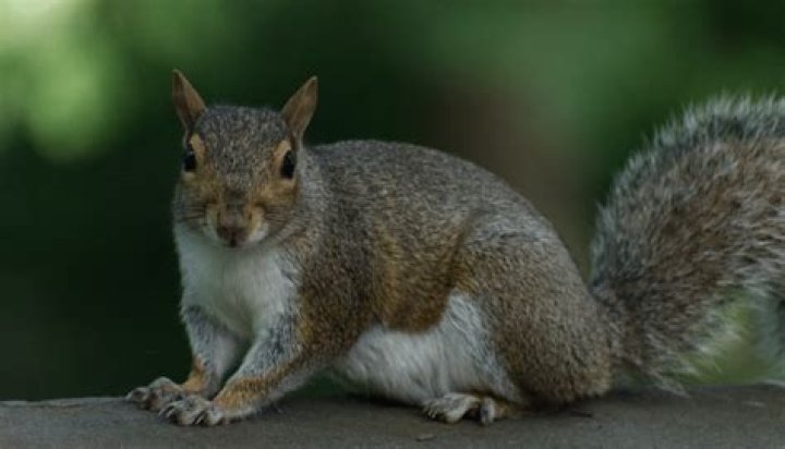 Do raccoons eat squirrel?