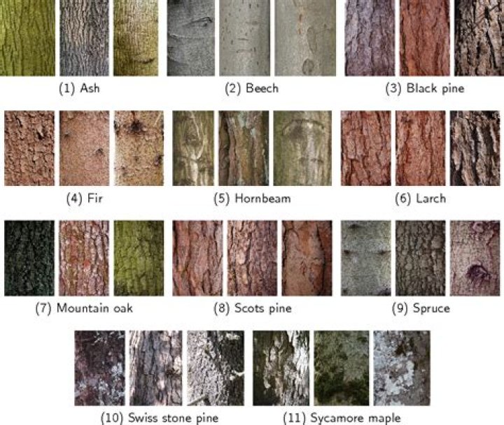 Do rats eat tree bark?