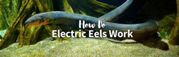 Do sharks eat electric eels?
