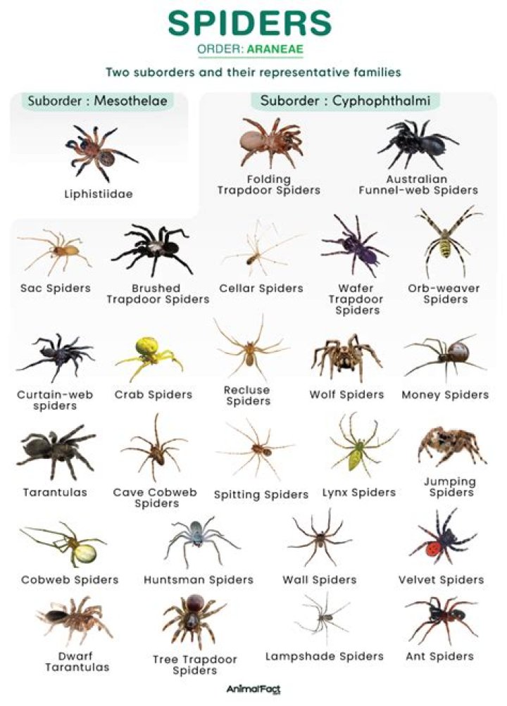 Do spiders have a 6th sense?