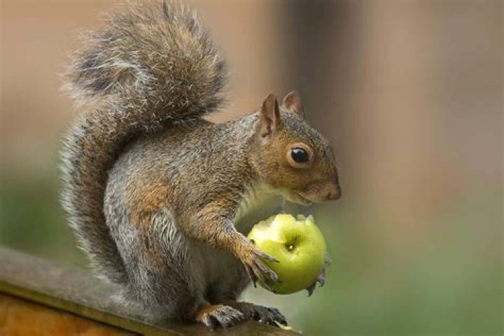 Do squirrels eat apples and pears?