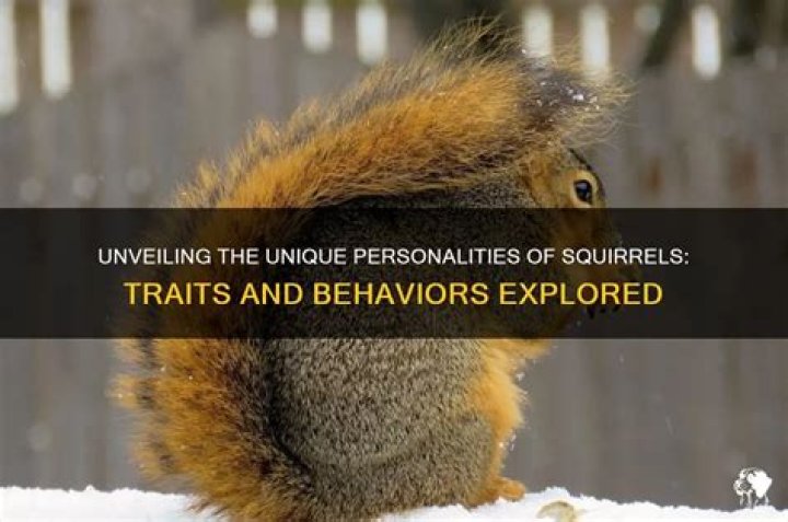 Do squirrels have personalities?