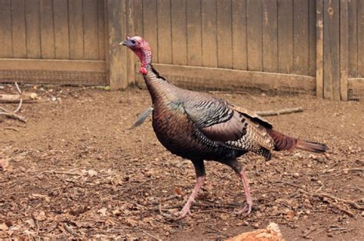 Do turkeys get sick?