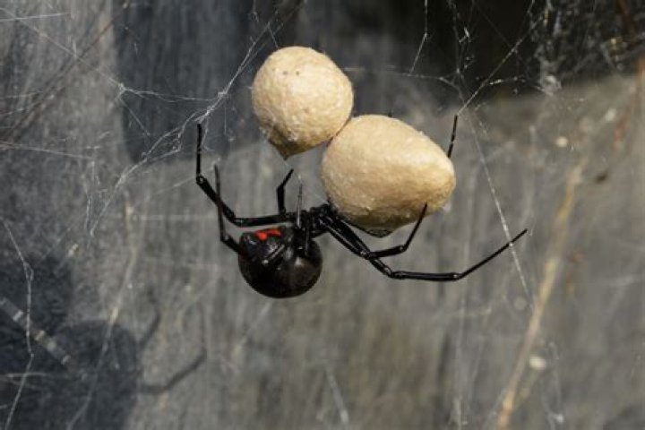 Do widows still wear black?