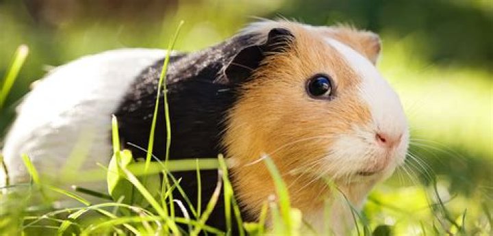 Do you guinea pigs blink?