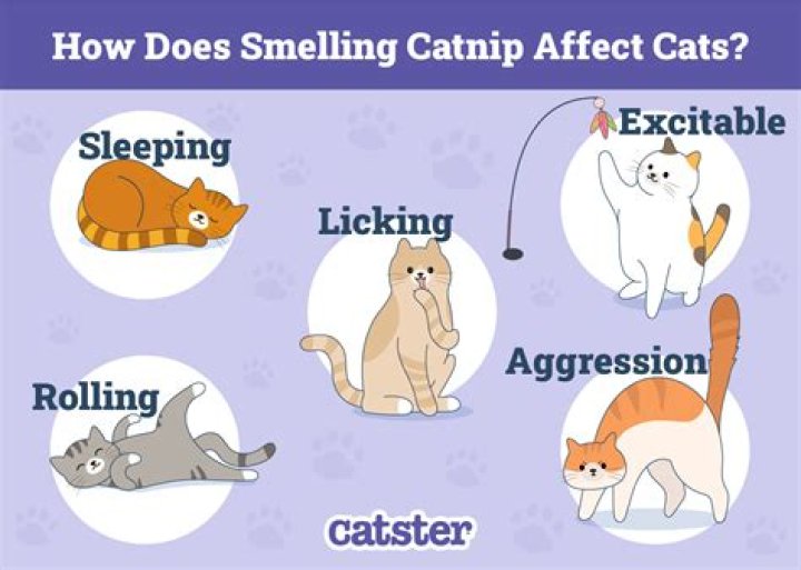 Does catnip make cats calm?