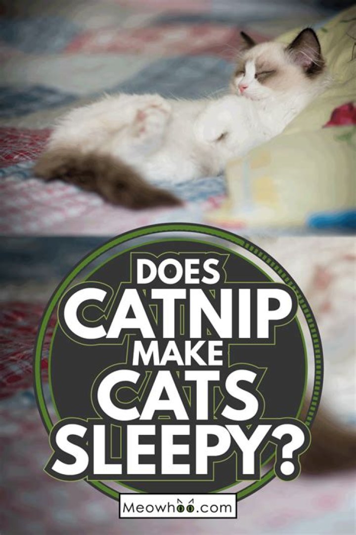 Does catnip make cats sleepy?