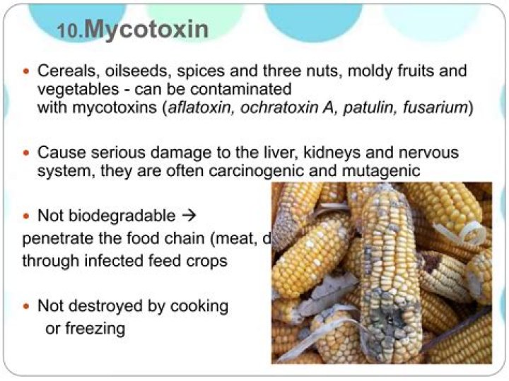 Does cooking destroy aflatoxin?