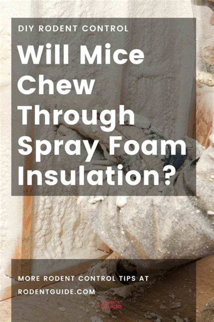 Does mice eat spray foam?