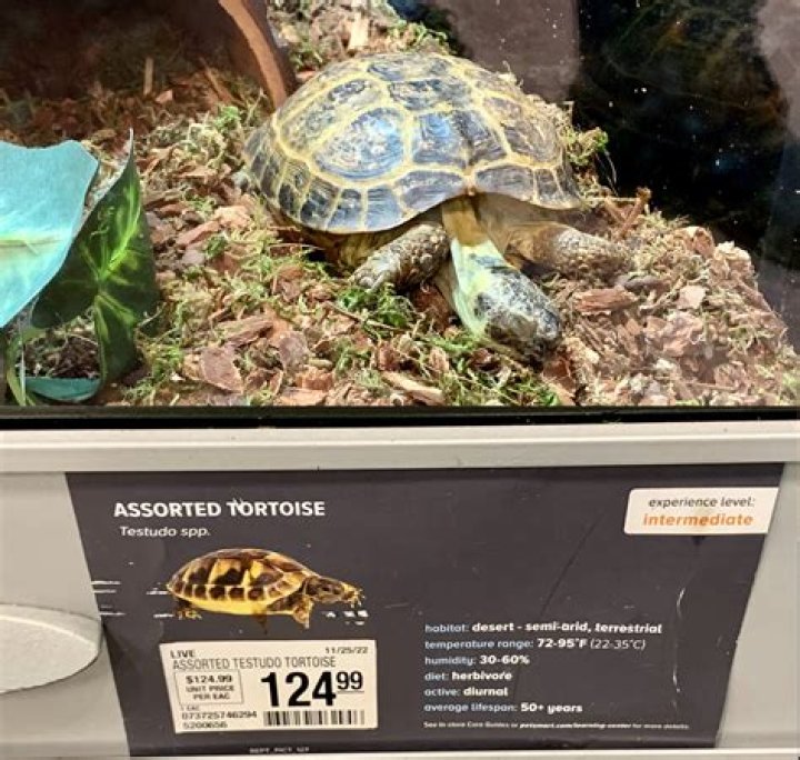 Does Petsmart sell Phoenix worms?