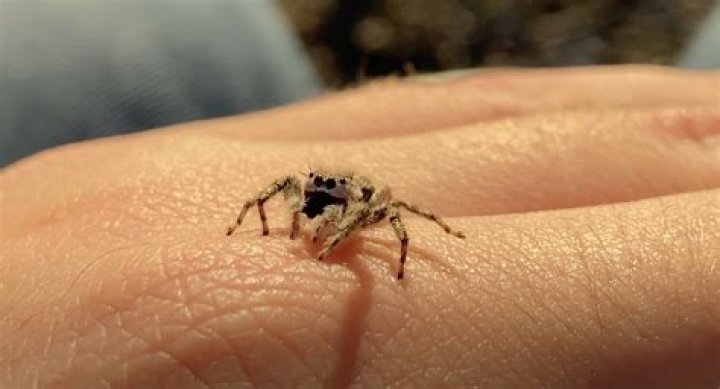 Does Pine-Sol keep away spiders?