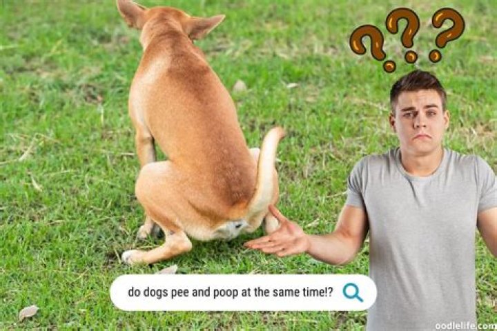 Does rice make dogs pee?