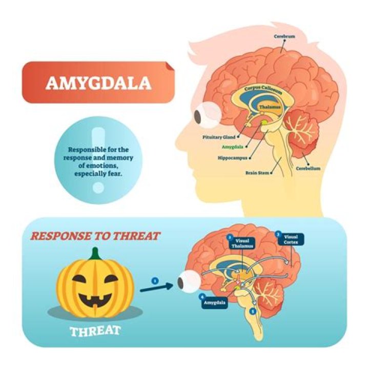 Does the amygdala control emotions?