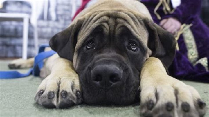 Does United allow dogs?