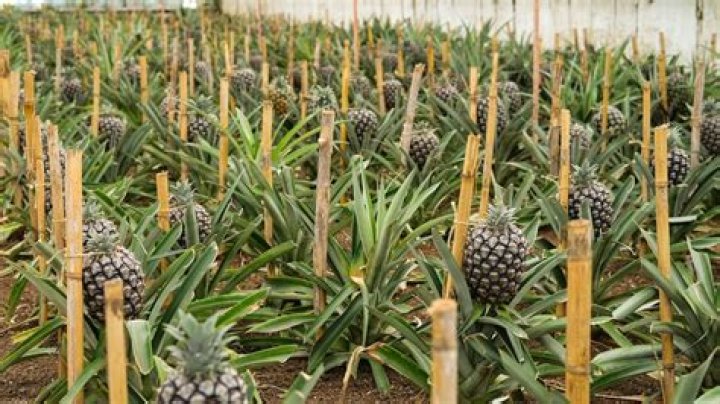 How big can a pineapple grow?