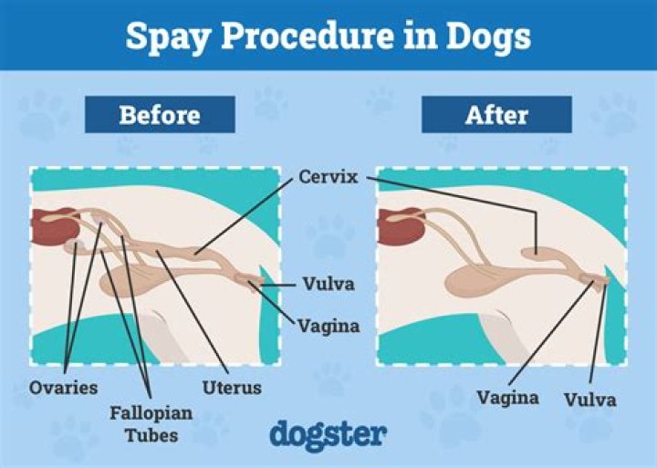 How can you tell if a female dog has been overbred?